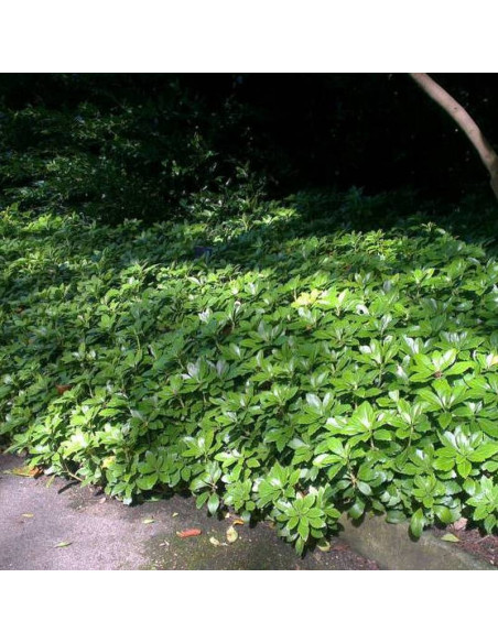 Runianka japońska Green Carpet Pachysandra terminalis