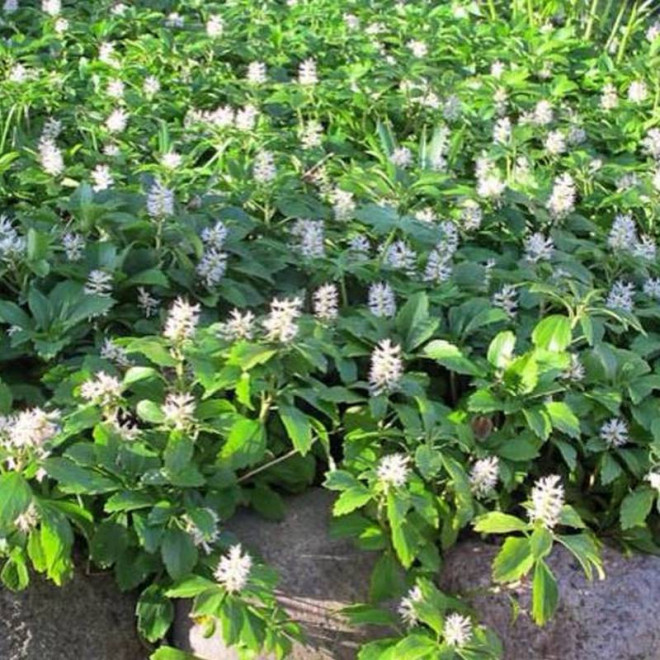 Runianka japońska Pachysandra terminalis Green Carpet
