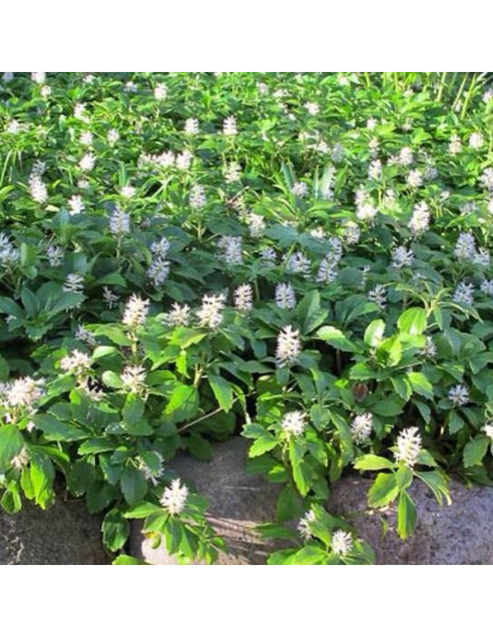 Runianka japońska Pachysandra terminalis Green Carpet