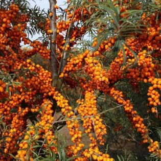 Rokitnik pospolity Leikora Hippophae rhamnoides