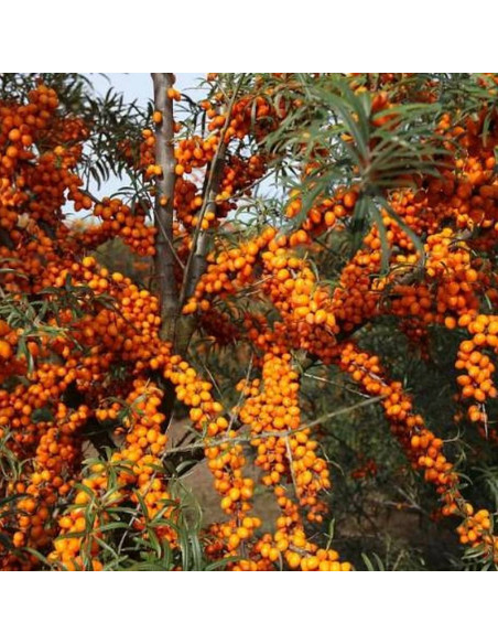 Rokitnik pospolity Leikora Hippophae rhamnoides