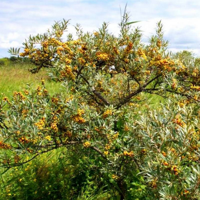 Leikora Hippophae rhamnoides Rokitnik pospolity