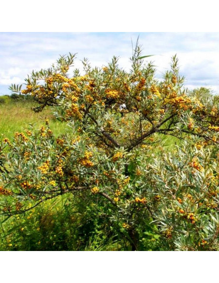 Leikora Hippophae rhamnoides Rokitnik pospolity
