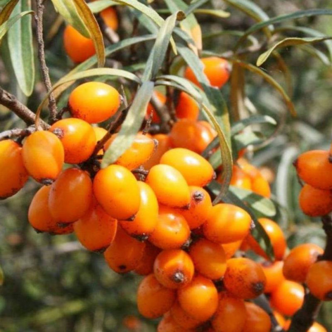 Rokitnik pospolity Hippophae rhamnoides Leikora