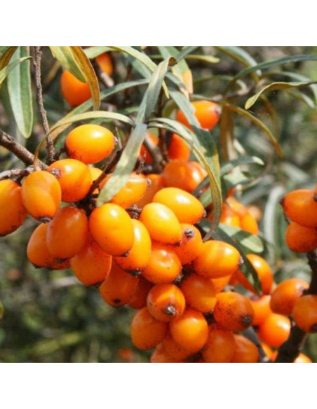 Rokitnik pospolity Hippophae rhamnoides Leikora