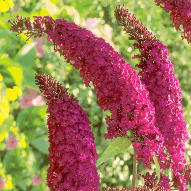 Budleja Dawida Royal Red Buddleja davidii