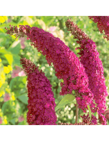 Budleja Dawida Royal Red Buddleja davidii