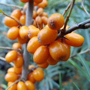 Rokitnik pospolity Hergo Hippophae rhamnoides 2