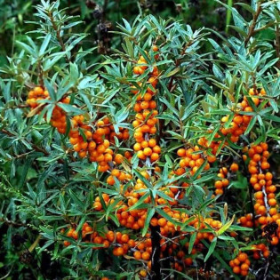 Rokitnik pospolity Hergo Hippophae rhamnoides