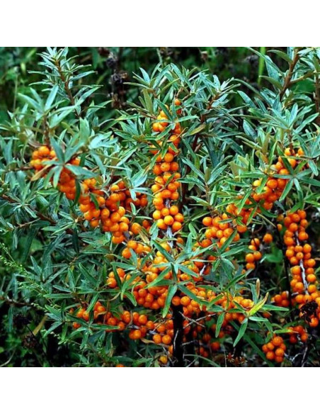 Rokitnik pospolity Hergo Hippophae rhamnoides