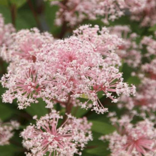 Prusznik blady Marie Simon Ceanothus pallidus