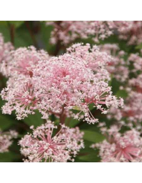 Prusznik blady Marie Simon Ceanothus pallidus