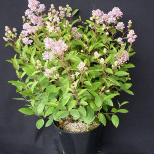 Prusznik blady Marie Simon Ceanothus pallidus 2