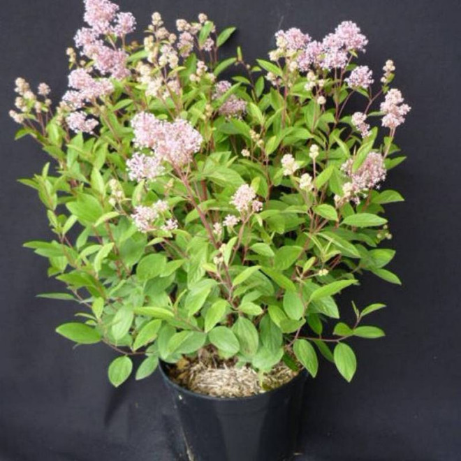 Marie Simon Ceanothus pallidus Prusznik blady