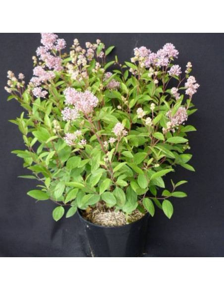 Marie Simon Ceanothus pallidus Prusznik blady