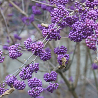 Pięknotka Bodiniera Profusion Callicarpa bodinieri 2