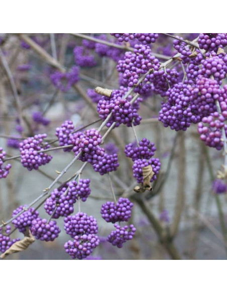 Pięknotka Bodiniera Callicarpa bodinieri Profusion