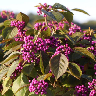 Pięknotka Bodiniera Profusion Callicarpa bodinieri