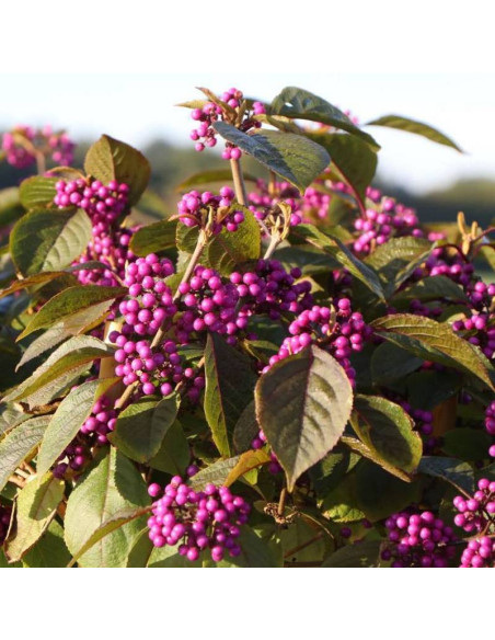 Pięknotka Bodiniera Profusion Callicarpa bodinieri