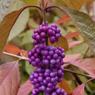 Pięknotka Bodiniera Imperial Pearl PBR Callicarpa bodinieri 2