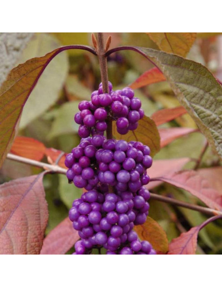 Imperial Pearl PBR Callicarpa bodinieri Pięknotka Bodiniera