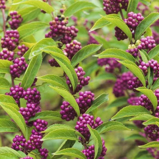 Pięknotka Bodiniera Imperial Pearl PBR Callicarpa bodinieri