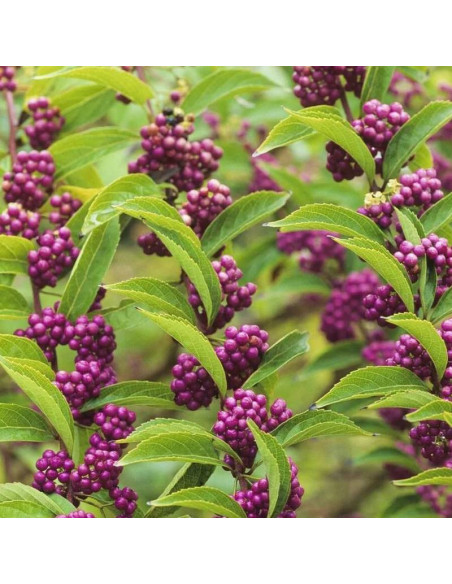 Pięknotka Bodiniera Imperial Pearl PBR Callicarpa bodinieri
