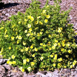 Pięciornik krzewiasty Fredhem Potentilla fruticosa