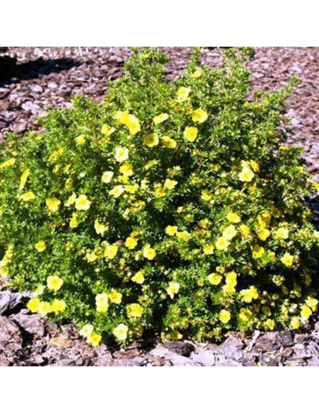 Pięciornik krzewiasty Fredhem Potentilla fruticosa