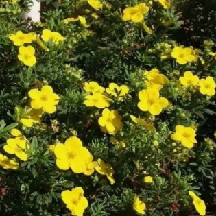 Pięciornik krzewiasty Fredhem Potentilla fruticosa 2