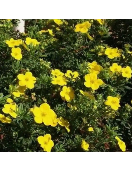 Fredhem Potentilla fruticosa Pięciornik krzewiasty