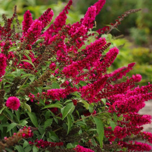 Budleja Dawida Royal Red Buddleja davidii 2