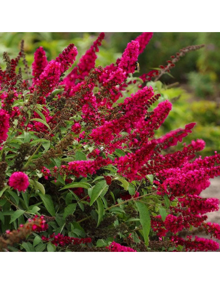 Royal Red Budleja Dawida Buddleja davidii