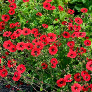 Potentilla fruticosa Pięciornik krzewiasty Gibson`s Scarlet