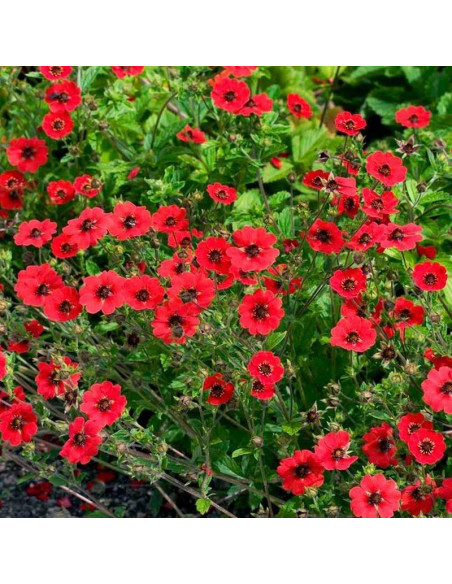 Potentilla fruticosa Pięciornik krzewiasty Gibson`s Scarlet