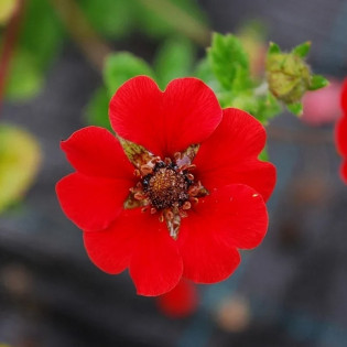 Potentilla fruticosa Pięciornik krzewiasty Gibson`s Scarlet 2
