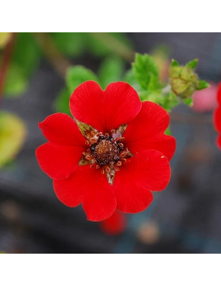 Gibson`s Scarlet Pięciornik krzewiasty Potentilla fruticosa