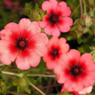 Pięciornik nepalski Miss Willmott Potentilla nepalensis 2