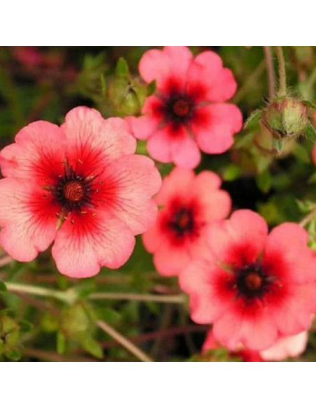 Miss Willmott Potentilla nepalensis Pięciornik nepalski