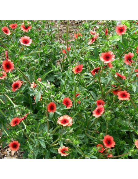 Pięciornik nepalski Miss Willmott Potentilla nepalensis