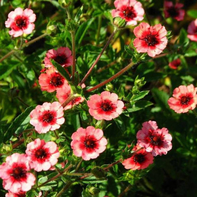 Potentilla nepalensis Pięciornik nepalski Miss Willmott