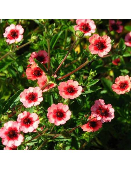 Potentilla nepalensis Pięciornik nepalski Miss Willmott
