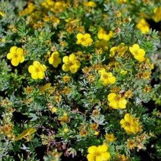 Goldfinger Pięciornik krzewiasty Potentilla fruticosa 2