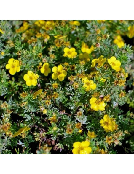 Potentilla fruticosa Pięciornik krzewiasty Goldfinger