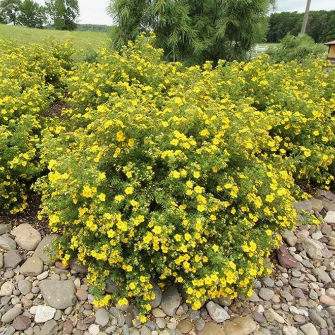 Goldfinger Pięciornik krzewiasty Potentilla fruticosa