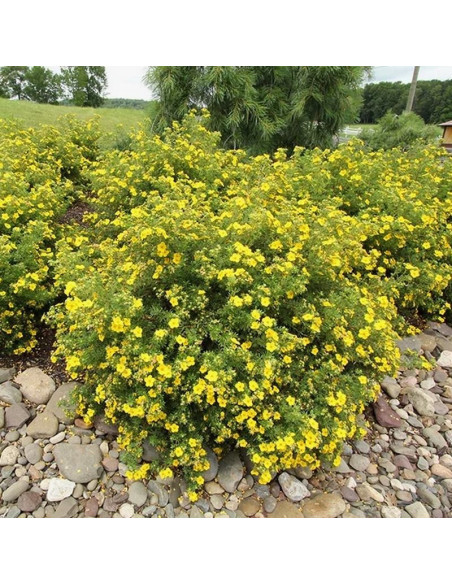 Goldfinger Pięciornik krzewiasty Potentilla fruticosa