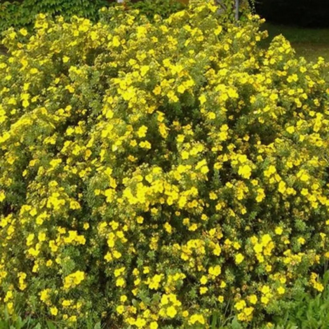 Goldfinger Potentilla fruticosa Pięciornik krzewiasty