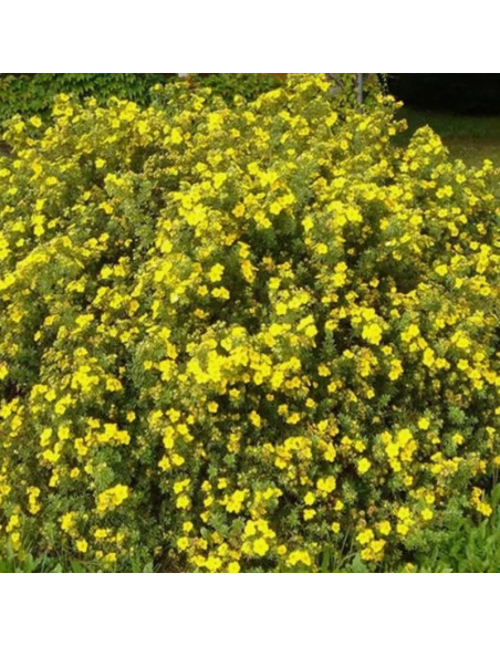 Goldfinger Potentilla fruticosa Pięciornik krzewiasty