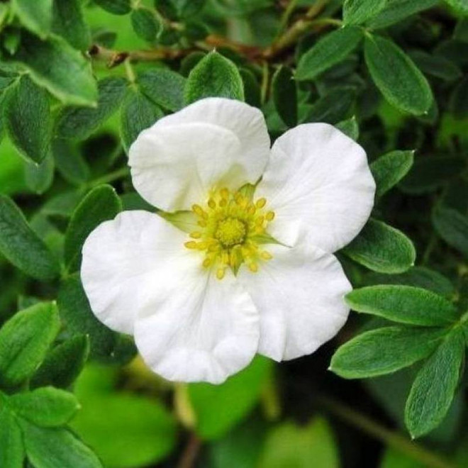 Pięciornik krzewiasty Tilford Cream Potentilla fruticosa