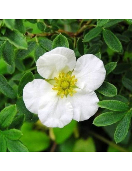 Pięciornik krzewiasty Tilford Cream Potentilla fruticosa